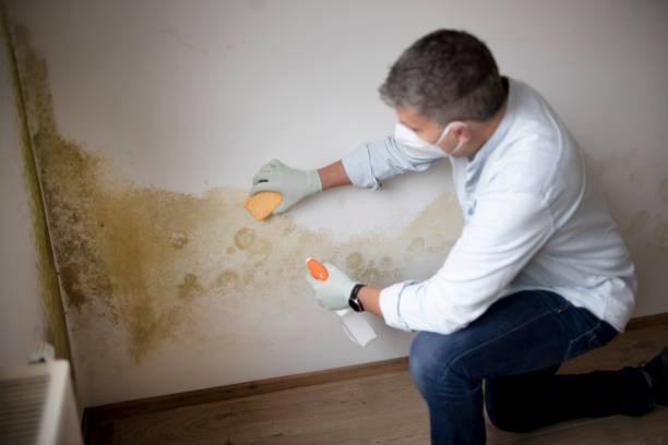 Best Emergency Mold Remediation  in Loganville, PA