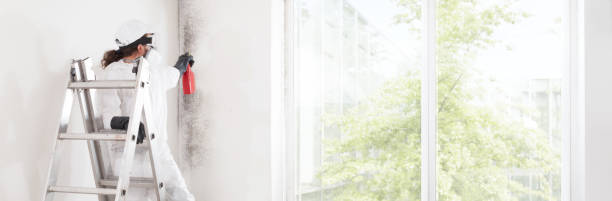 Best Black Mold Removal  in Loganville, PA